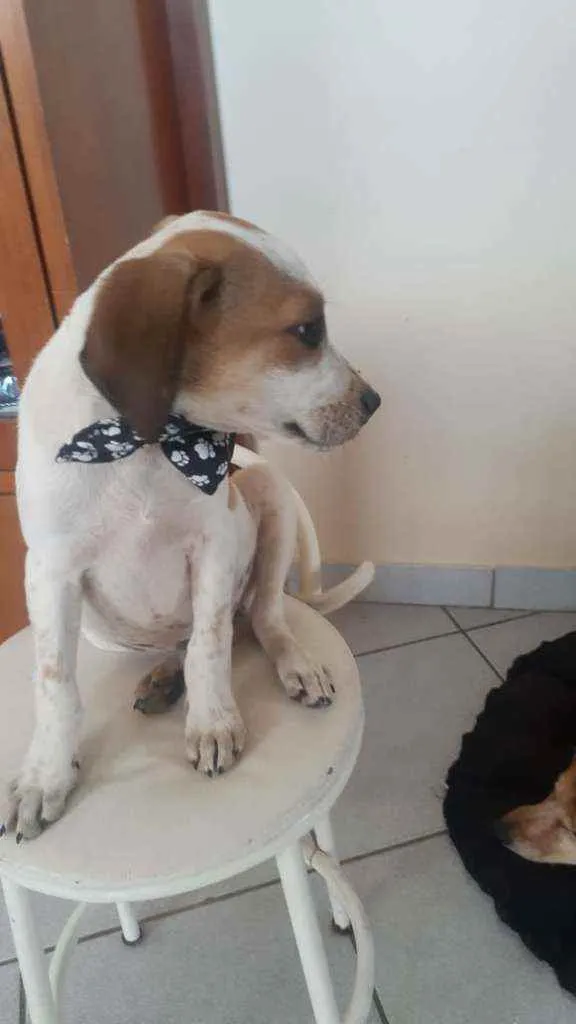 Cachorro raça Srd idade 2 a 6 meses nome Tim tim