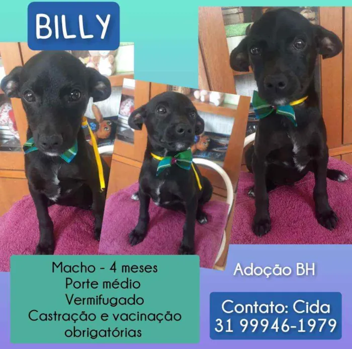 Cachorro raça Srd idade 2 a 6 meses nome Billy