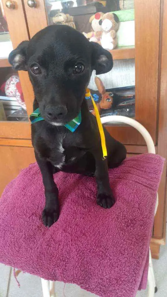 Cachorro raça Srd idade 2 a 6 meses nome Billy