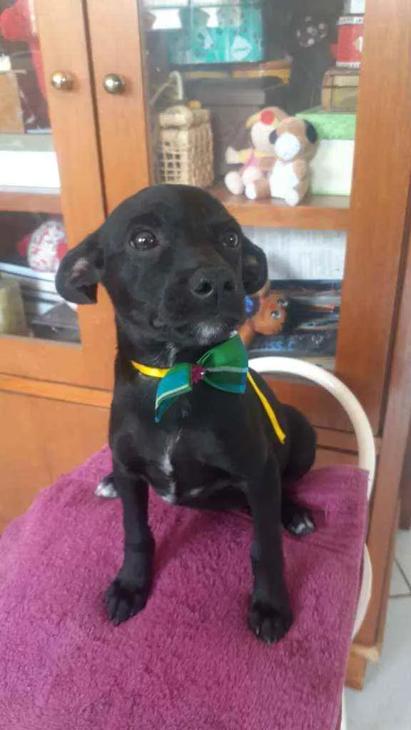 Cachorro raça Srd idade 2 a 6 meses nome Billy