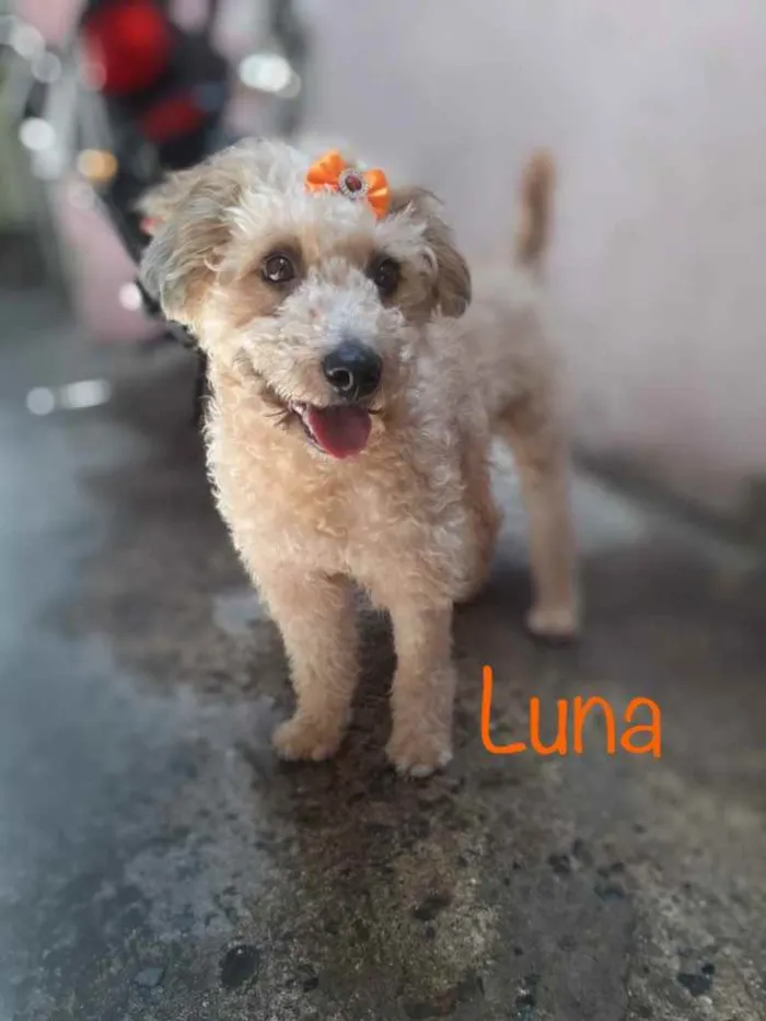 Cachorro ra a Srd idade  nome Luna