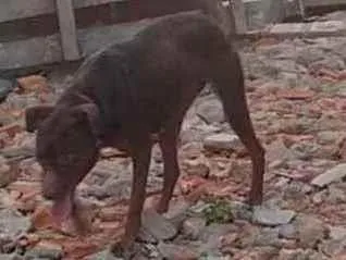 Cachorro ra a Viralata cm labrador  idade 2 anos nome Cacau