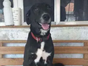Cachorro raça Sem ração definida idade 2 a 6 meses nome Bianquinha