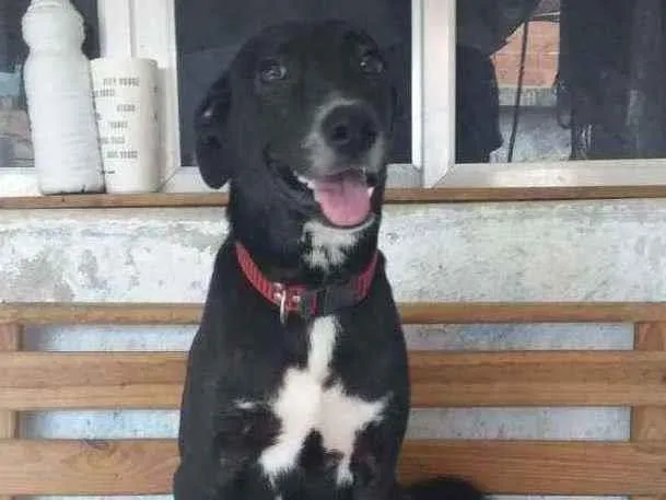 Cachorro ra a Sem ração definida idade 2 a 6 meses nome Bianquinha