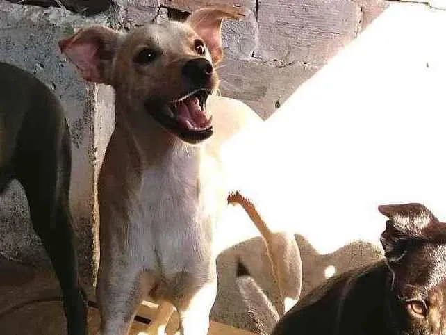 Cachorro ra a SRD-ViraLata idade 1 ano nome Gasparzinho