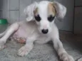 Paçoca
