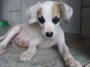 Cachorro raça Sem ração definida idade 2 a 6 meses nome Paçoca