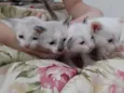 Fofinhos
