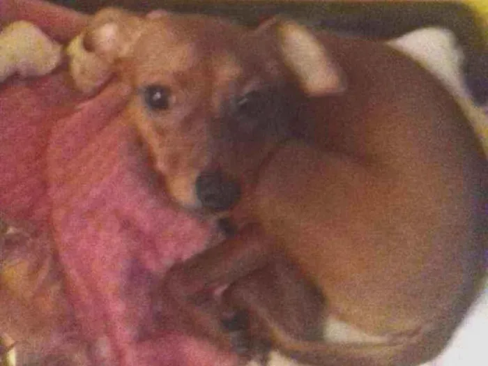 Cachorro raça Sdr idade 7 a 11 meses nome Scooby