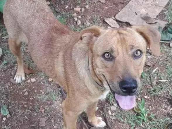 Cachorro ra a SEM RAÇA  idade 7 a 11 meses nome AFRODITE 