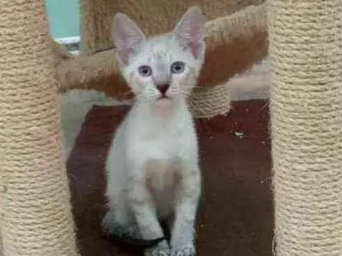 Gato ra a SRD idade Abaixo de 2 meses nome BARBIE 