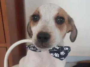 Cachorro raça Srd idade 2 a 6 meses nome Tim tim