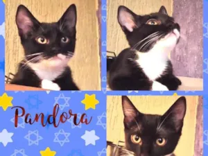 Gato raça Srd idade 2 a 6 meses nome Pandora 