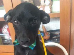 Cachorro raça Srd idade 2 a 6 meses nome Billy