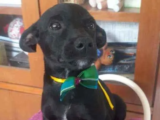Cachorro raça Srd idade 2 a 6 meses nome Billy