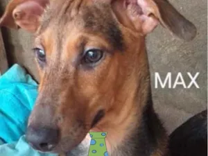 Cachorro raça SRD idade 2 a 6 meses nome Max 