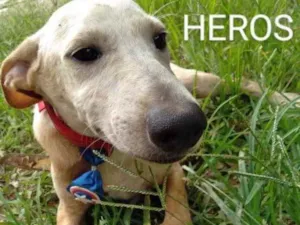 Cachorro raça SRD idade 2 a 6 meses nome Heros 