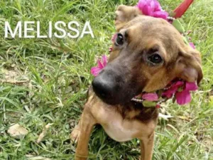 Cachorro raça SRD idade 2 a 6 meses nome Melissa 