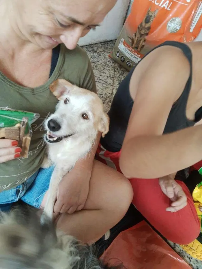 Cachorro raça SRD-ViraLata idade 1 ano nome CLARA