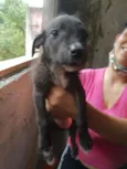 Cachorro raça SRD-ViraLata idade 2 a 6 meses nome MAYA