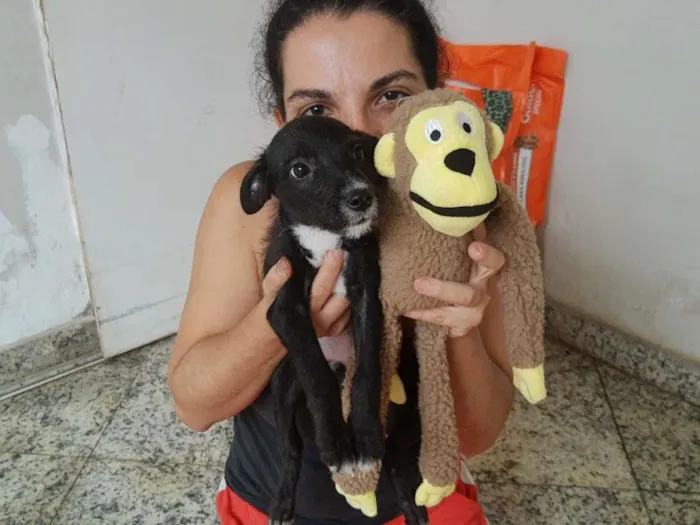 Cachorro raça SRD-ViraLata idade 2 a 6 meses nome MAYA