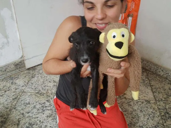 Cachorro raça SRD-ViraLata idade 2 a 6 meses nome MAYA