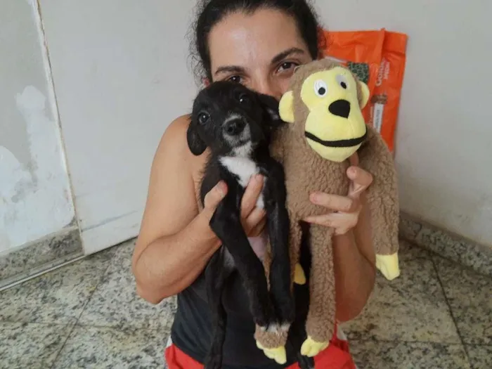 Cachorro raça SRD-ViraLata idade 2 a 6 meses nome MAYA