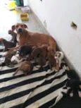 Cachorro raça SRD-ViraLata idade Abaixo de 2 meses nome BEBÊS DA PAT