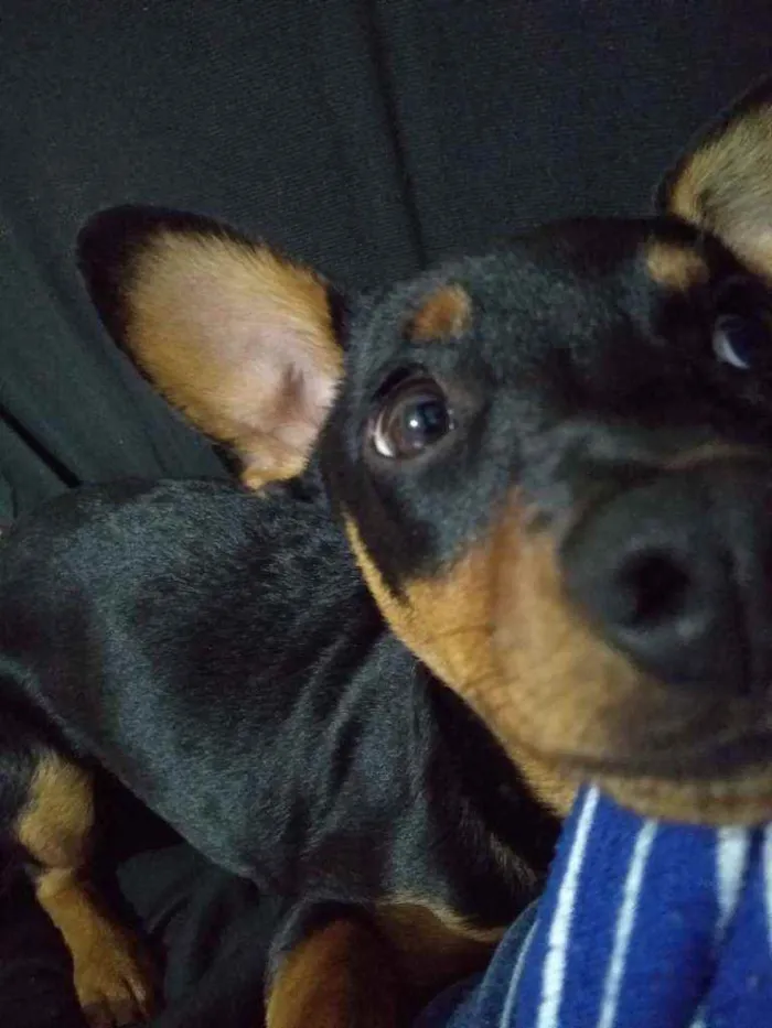 Cachorro ra a Pincher idade 1 ano nome Mel