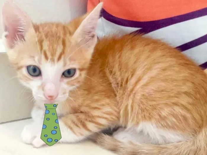 Gato ra a SRD idade 2 a 6 meses nome Nick