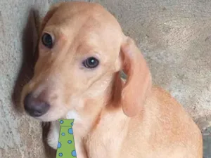 Cachorro raça SRD idade 2 a 6 meses nome Leaozinho 