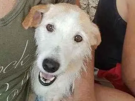 Cachorro raça SRD-ViraLata idade 1 ano nome CLARA