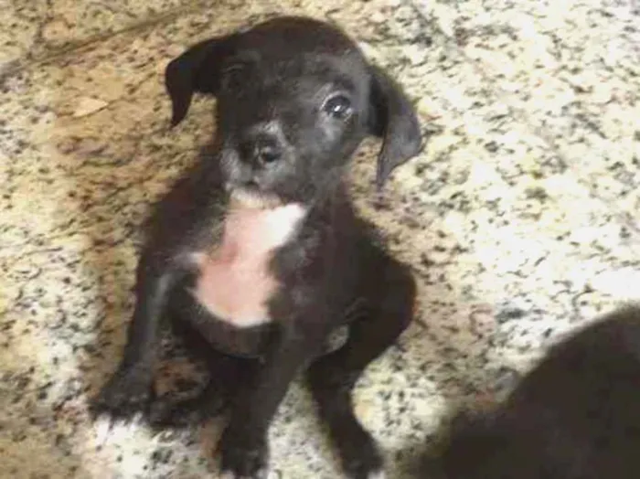Cachorro raça SRD-ViraLata idade 2 a 6 meses nome MAYA