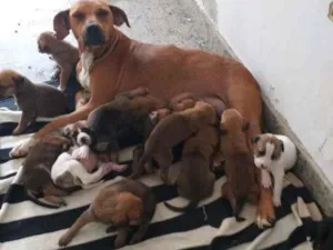 Cachorro raça SRD-ViraLata idade Abaixo de 2 meses nome BEBÊS DA PAT