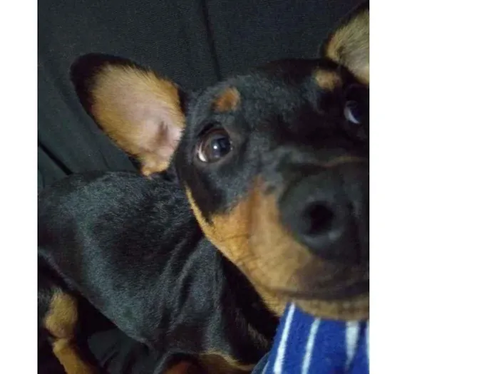 Cachorro ra a Pincher idade 1 ano nome Mel