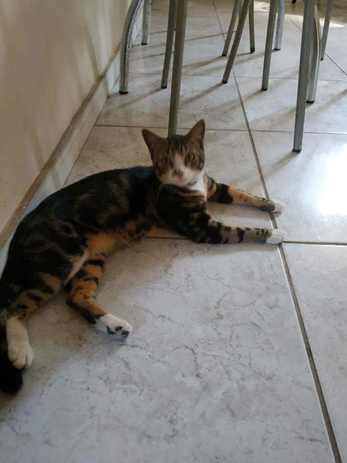 Gato ra a  idade 1 ano nome Mimoso