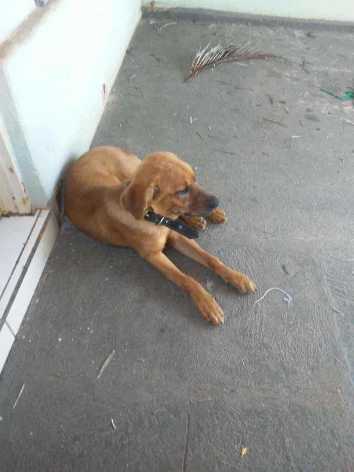Cachorro raça N sei muito bem idade 2 a 6 meses nome Luke