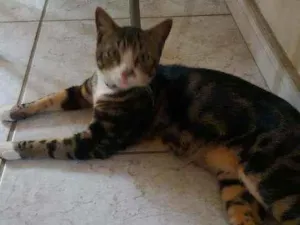 Gato raça  idade 1 ano nome Mimoso