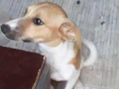 Cachorro ra a  idade  nome Eros