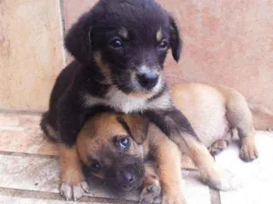 Cachorro raça Sem Raça definida  idade Abaixo de 2 meses nome São 7 filhotes 