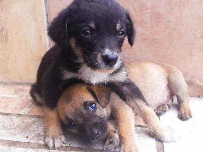Cachorro ra a Sem Raça definida  idade Abaixo de 2 meses nome São 7 filhotes 