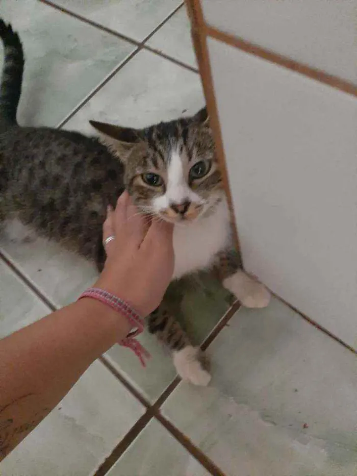 Gato ra a Rajado idade 1 ano nome Miau