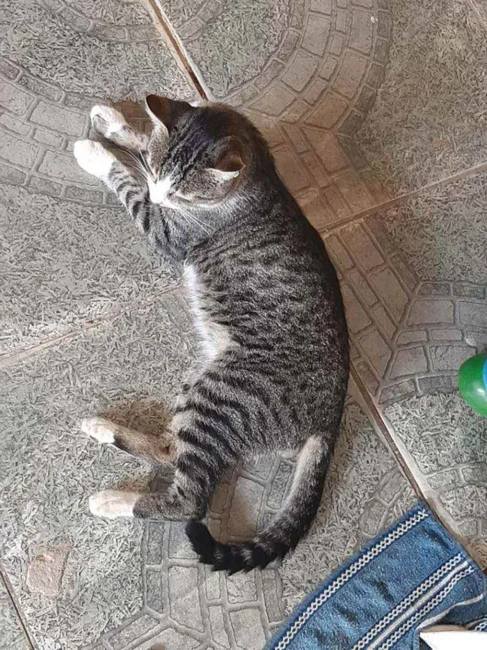 Gato ra a Rajado idade 1 ano nome Miau