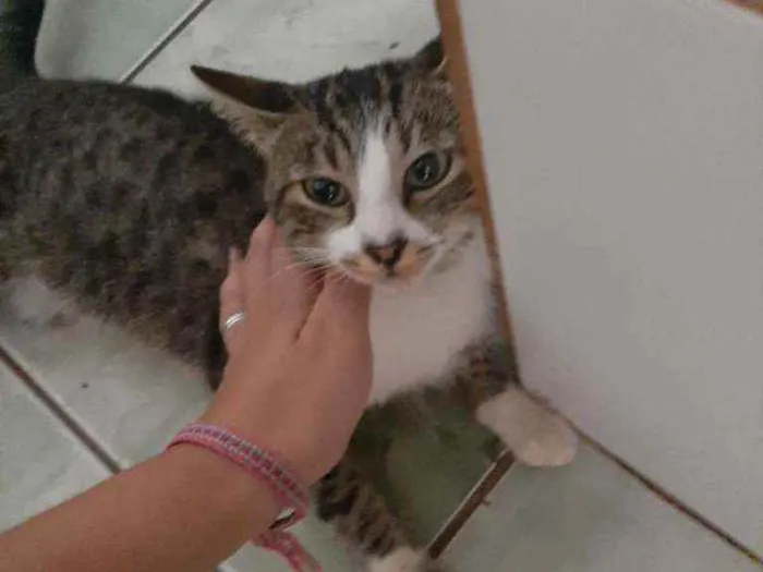 Gato ra a Rajado idade 1 ano nome Miau