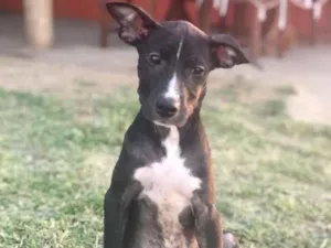 Cachorro raça Sem raça  idade 2 a 6 meses nome Pretinho