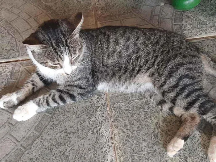 Gato ra a Rajado idade 1 ano nome Miau