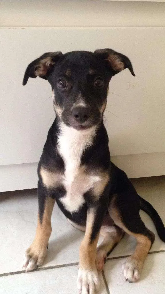 Cachorro ra a Labrado + Rotweiller idade 2 a 6 meses nome Hannah