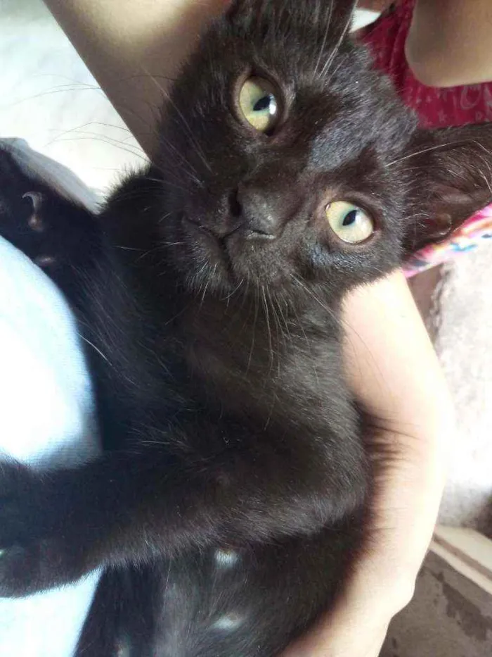 Gato ra a SRD idade 2 a 6 meses nome Elizabeth