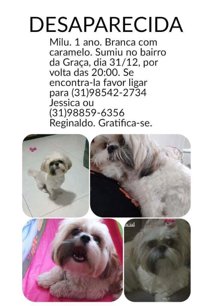 Cachorro ra a Shih-Tzu idade 1 ano nome Milu