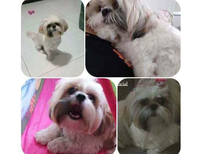 Cachorro ra a Shih-Tzu idade 1 ano nome Milu